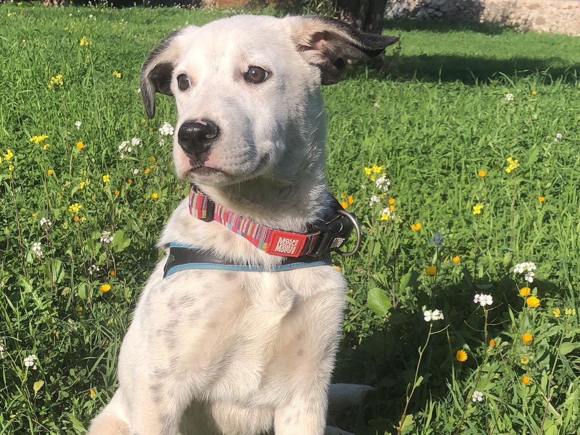 Adotta un cane, taglia media, femmina, Siracusa