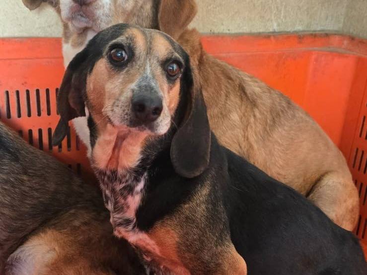 Adozione cane, femmina, Segugio Razza sconosciuta, 7 anni e 4 mesi, taglia media, Avellino