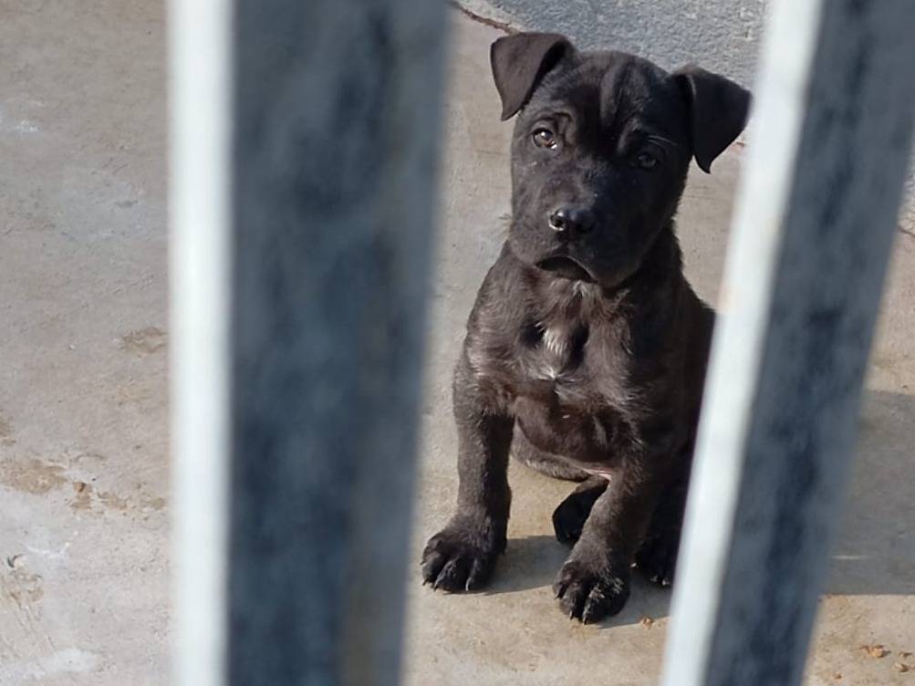 Adozione cane, maschio, Staffordshire Bull terrier Pitbull, 2 mesi, taglia media, Caserta