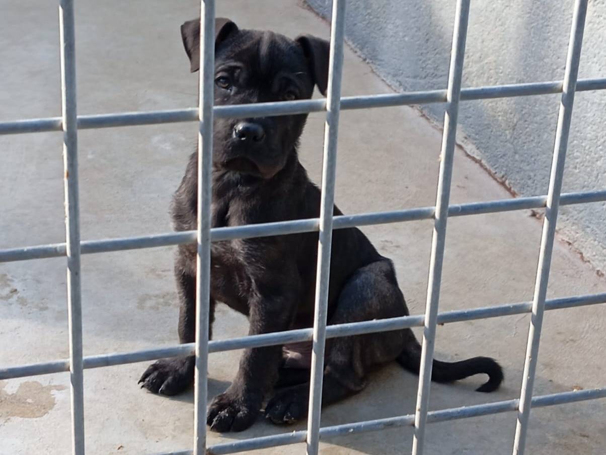 Adotta un cane, maschio, 2 mesi, Caserta