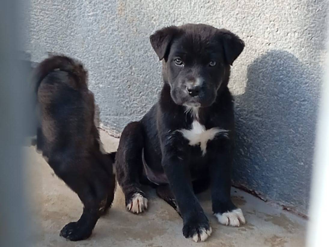 Adozione cane, maschio, Staffordshire Bull terrier Pitbull, 3 mesi, taglia media, Caserta