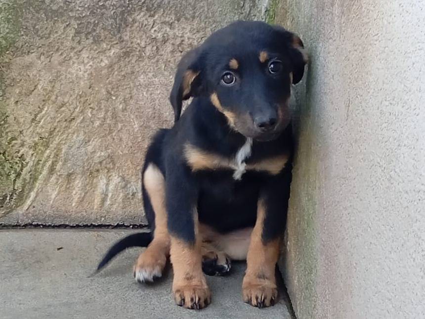 Adozione cane, femmina, Pastore tedesco Razza sconosciuta, 3 mesi, taglia media, Caserta