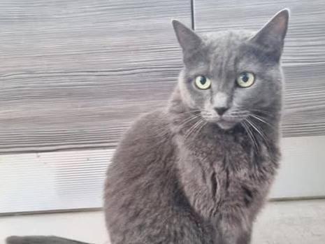 Adozione gatto, femmina, Certosino  Razza sconosciuta, 8 anni e 2 mesi, taglia non valida, Torino