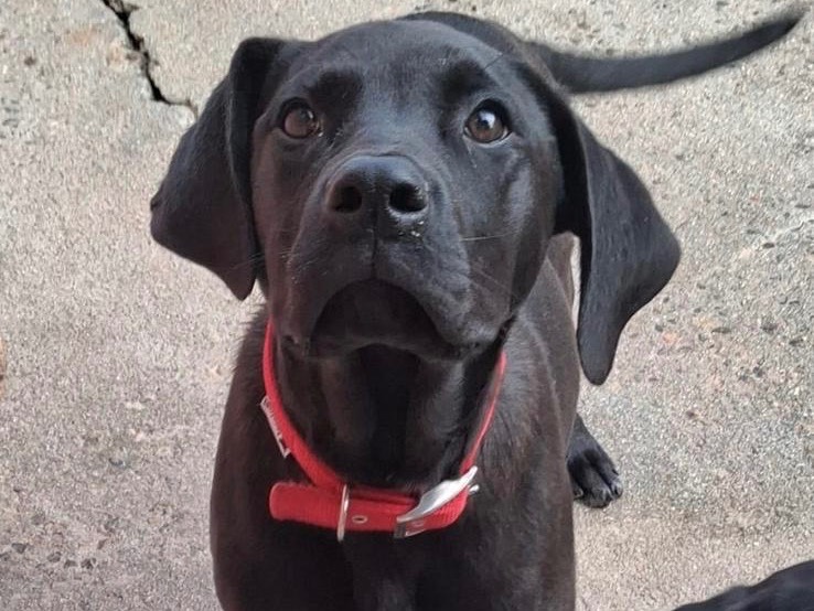 Adozione cane, femmina, Razza sconosciuta Razza sconosciuta, 5 mesi, taglia media, Sud