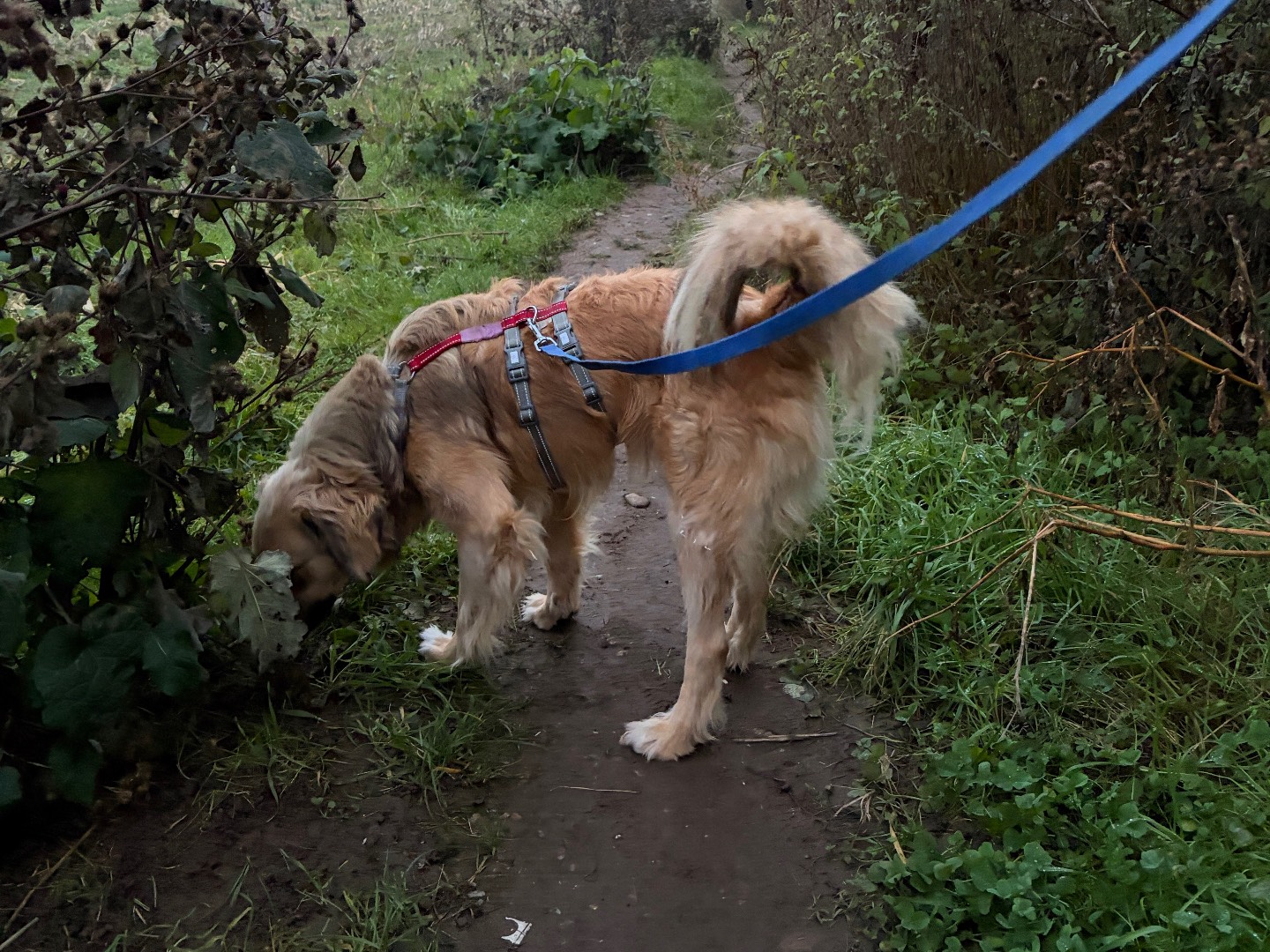 Adotta il cane Spillo a Milano