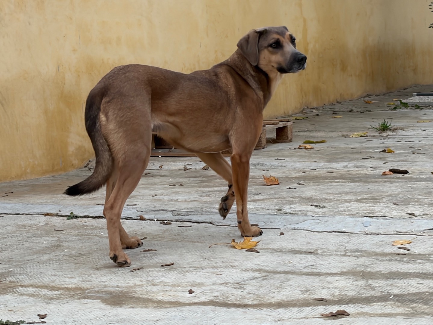 Adozione cane, maschio, Razza sconosciuta Razza sconosciuta, 2 anni e 3 mesi, taglia media, Milano