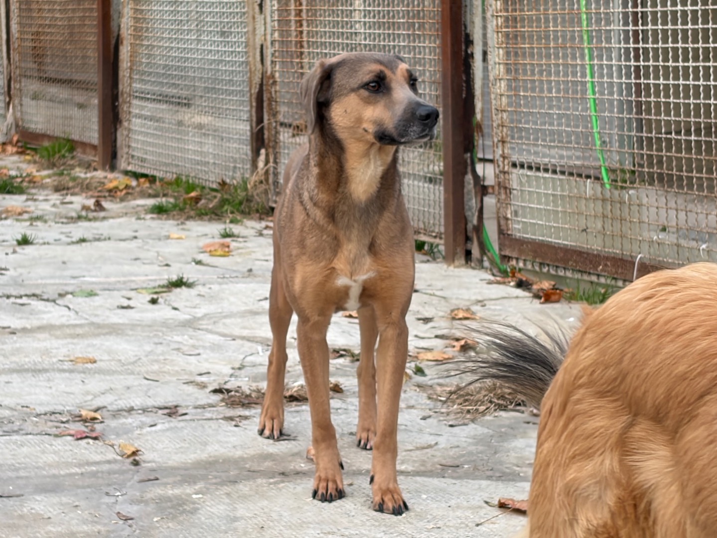 Adotta un cane, taglia media, maschio, Milano