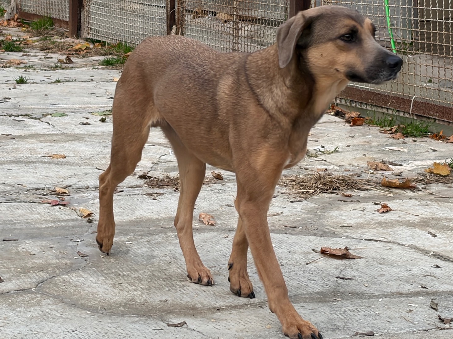 Vuoi adottare un cane a Milano?
