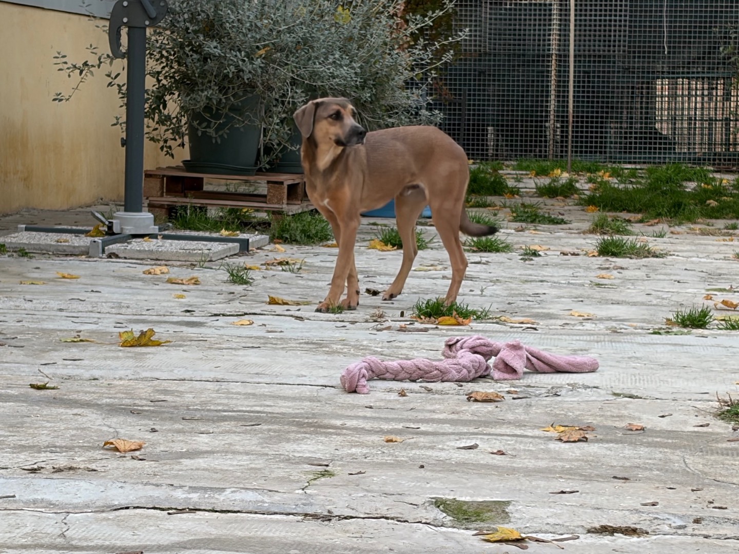 Adotta il cane John a Milano