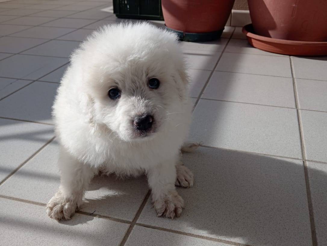 Adozione cane, femmina, Razza sconosciuta Razza sconosciuta, 2 mesi, taglia media, Catanzaro