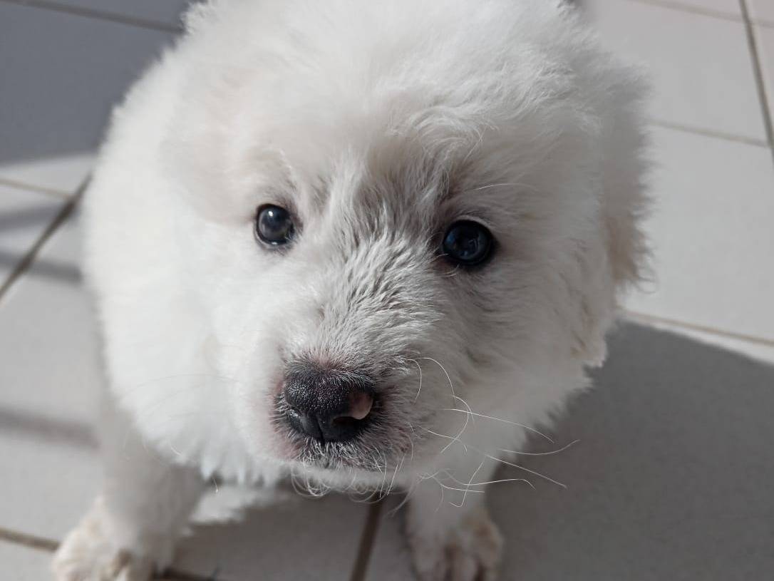 Adotta un cane, femmina, 2 mesi, Catanzaro