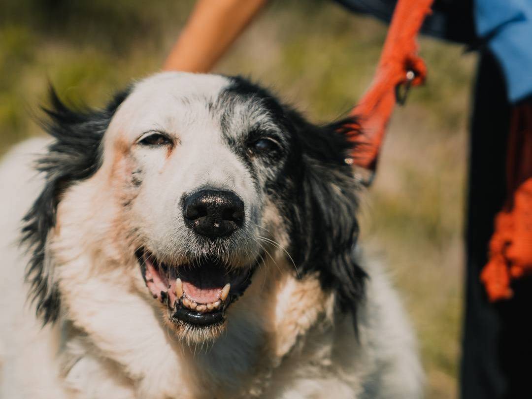Adozione cane, maschio, Pastore maremmano Razza sconosciuta, 12 anni e 8 mesi, taglia grande, Caserta