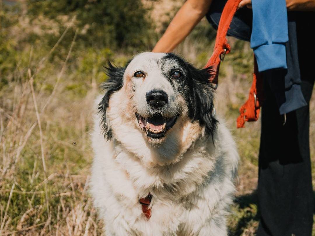 Adotta un cane, maschio, 12 anni e 8 mesi, Caserta