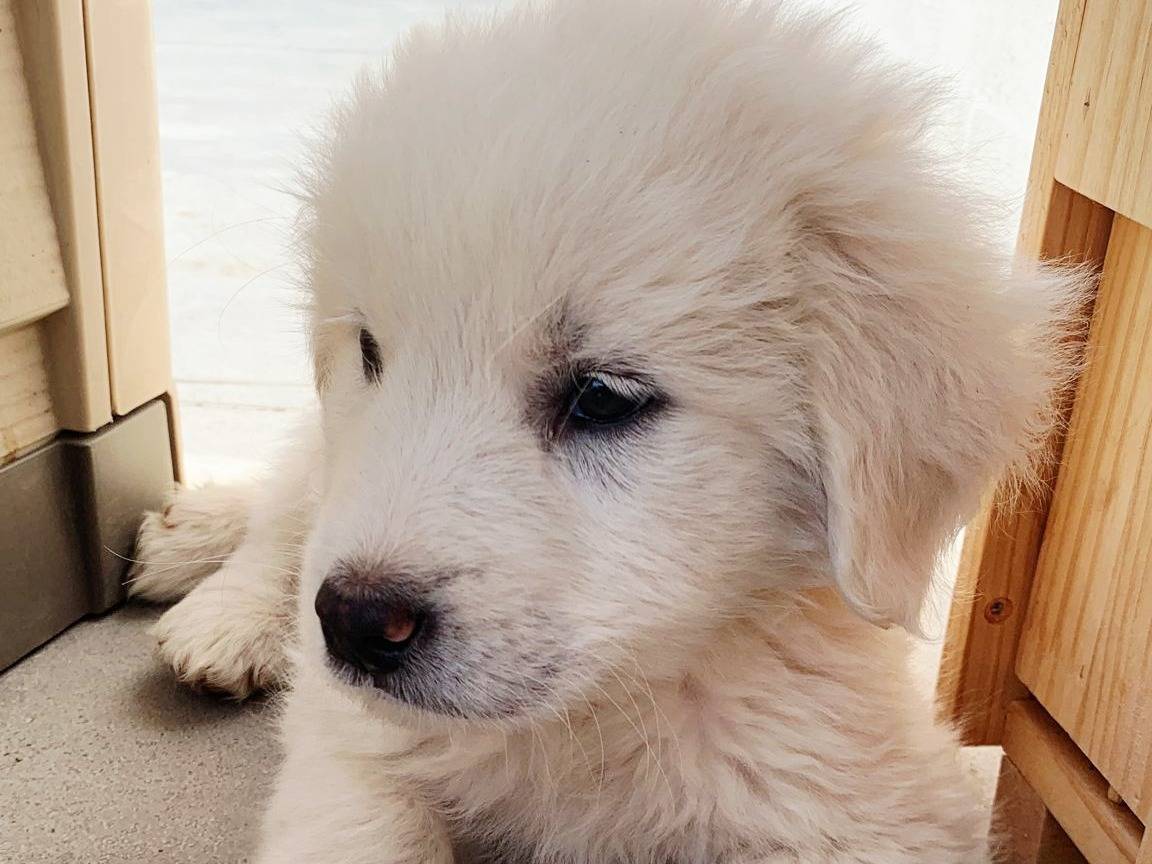 Adozione cane, maschio, Pastore maremmano Razza sconosciuta, 2 mesi, taglia gigante, Milano