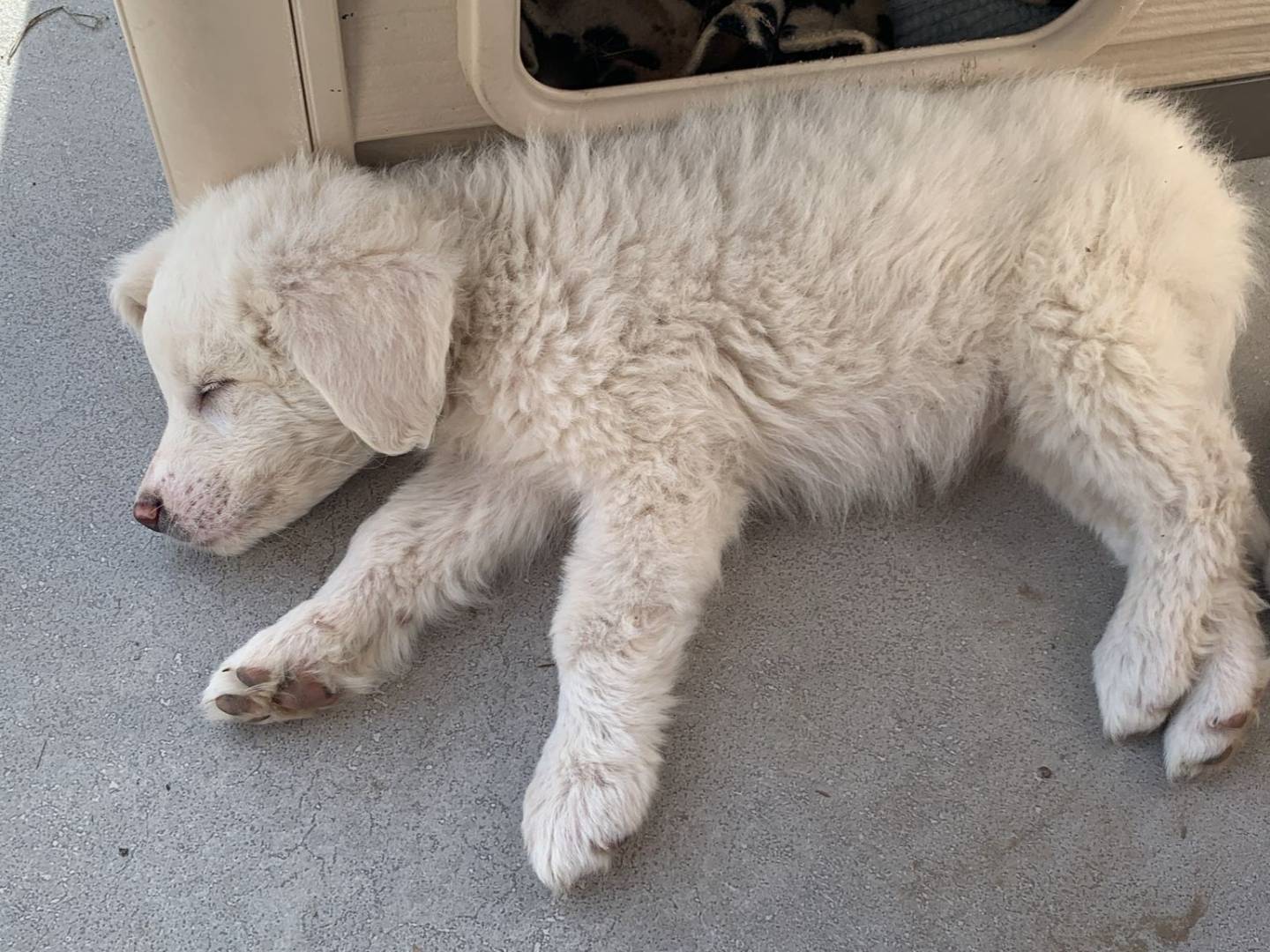 Adotta un cane, maschio, 2 mesi, Milano