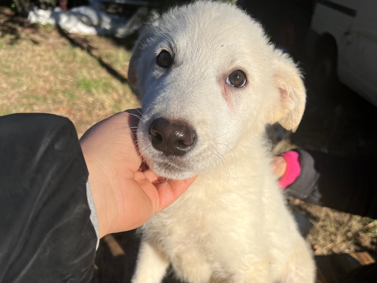 Vuoi adottare un cane a Roma?