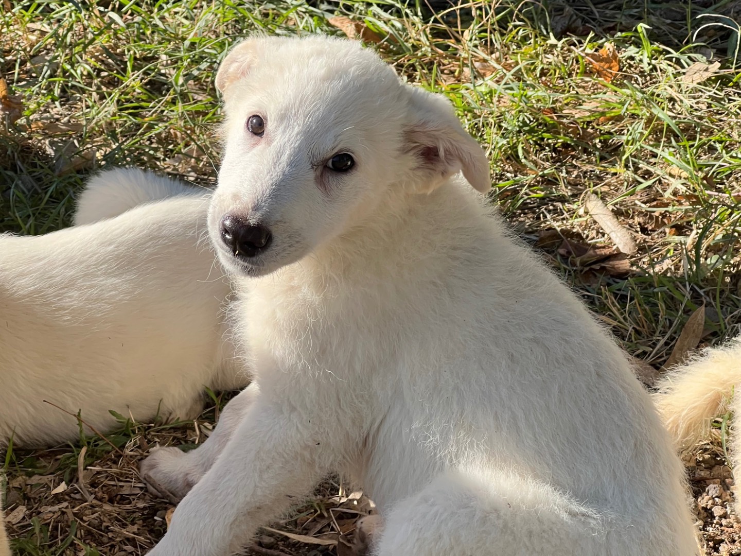Adotta il cane Jolie a Roma