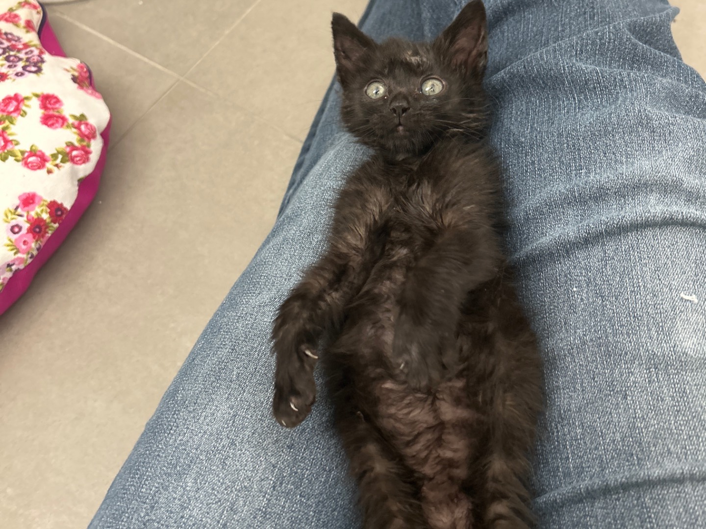 Adozione gatto, maschio, Razza sconosciuta Razza sconosciuta, 2 mesi, taglia non valida, Piacenza