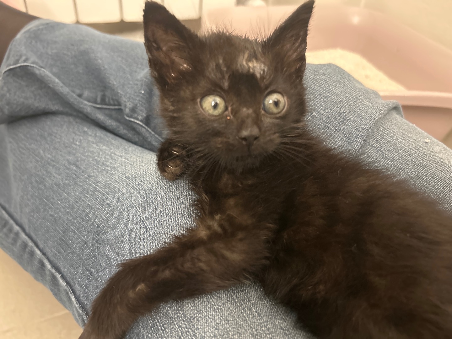 Adotta un gatto, maschio, 2 mesi, Piacenza