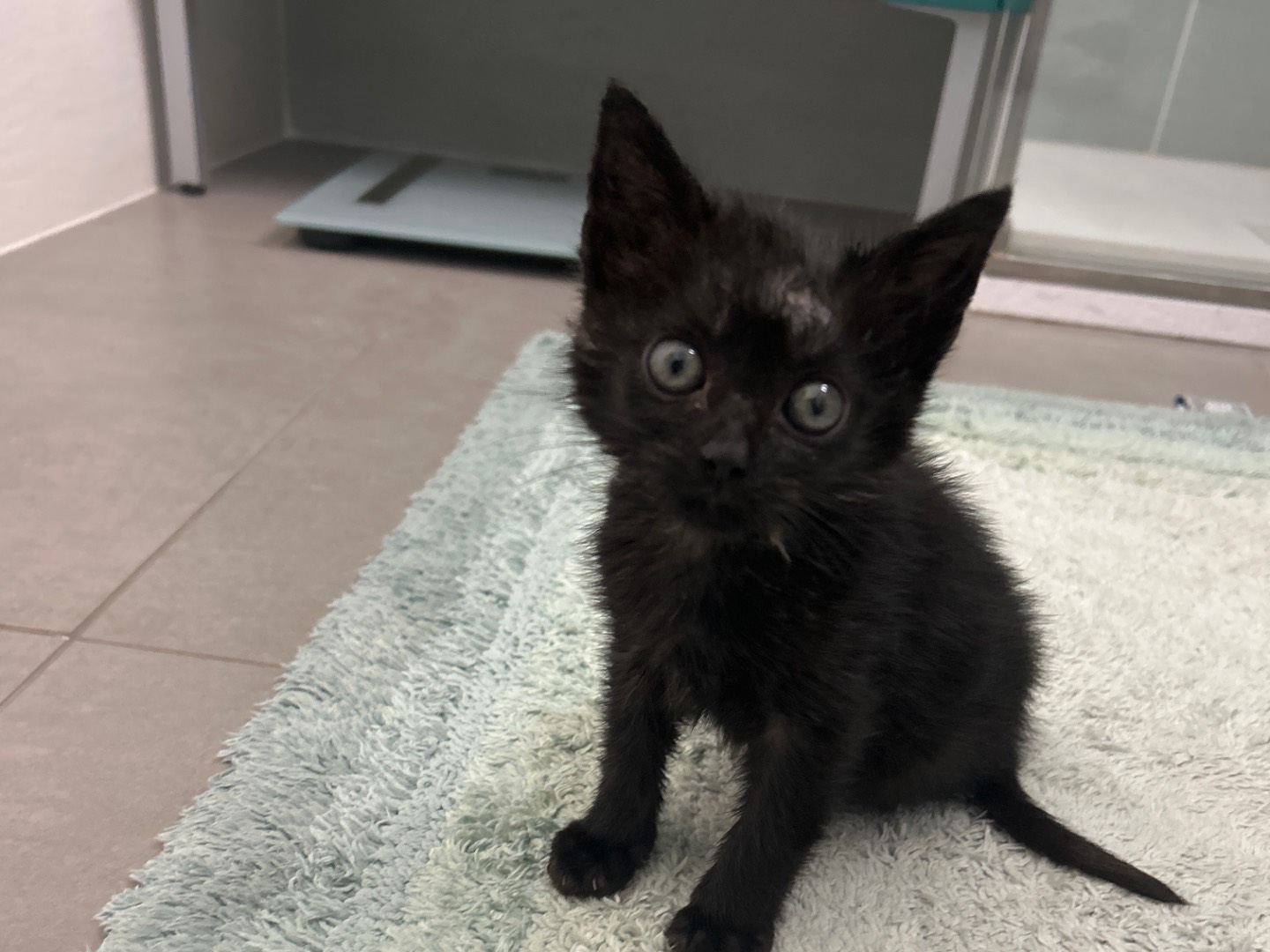 Adotta un gatto, taglia non valida, maschio, Piacenza