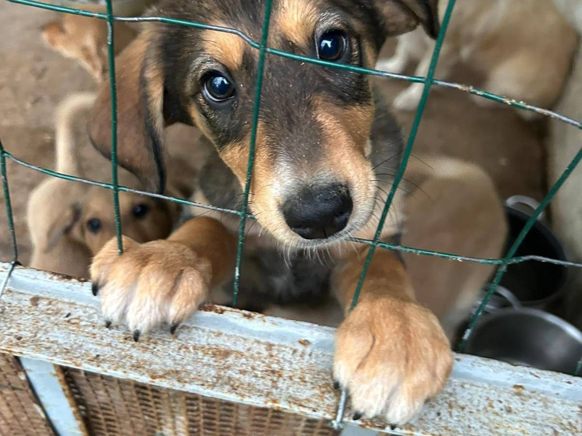 Adozione cane, femmina, Razza sconosciuta Razza sconosciuta, 3 mesi, taglia media, Catanzaro