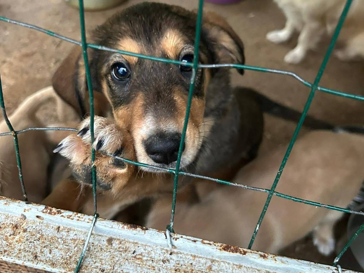 Adotta un cane, taglia media, femmina, Catanzaro