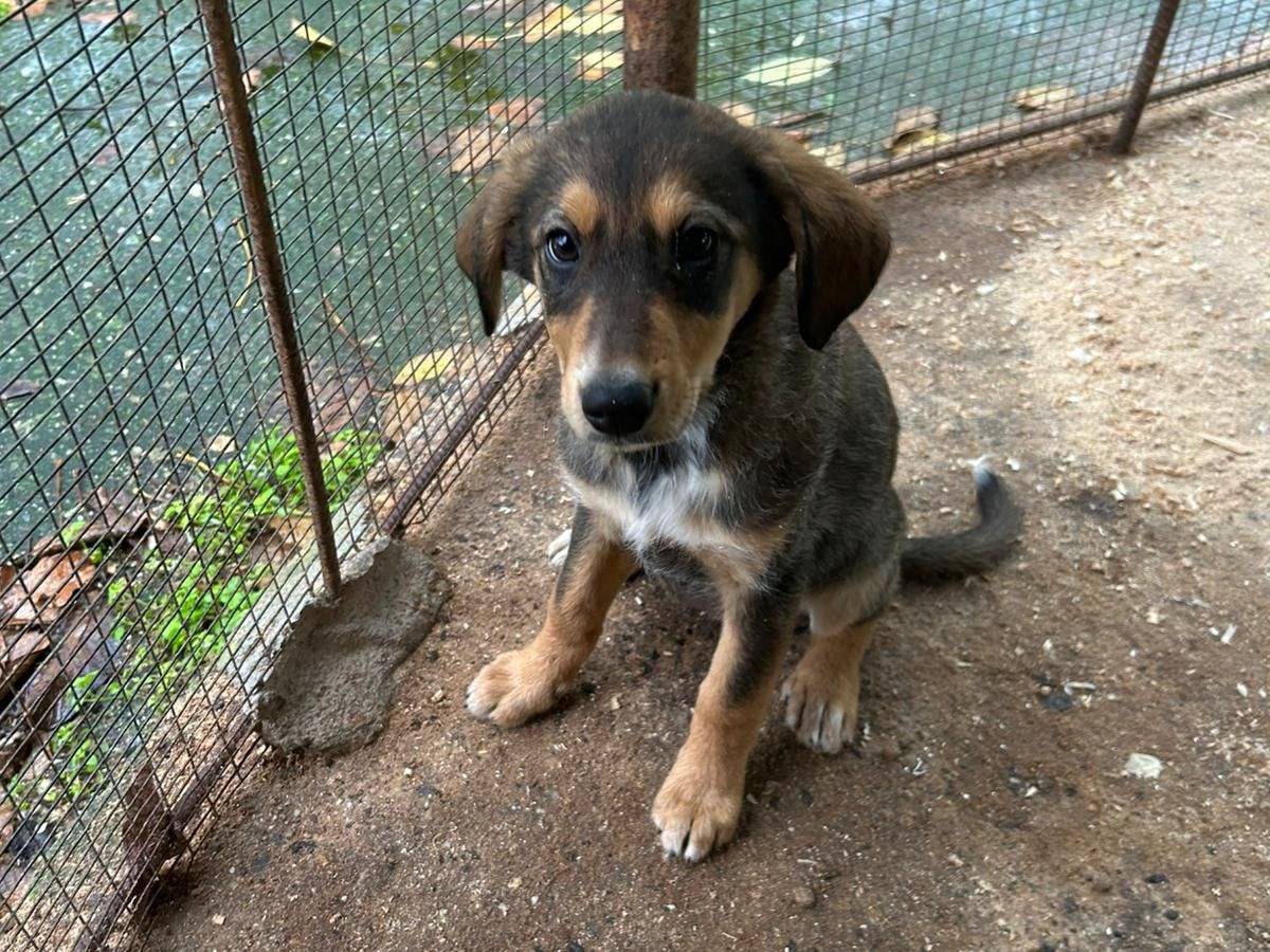 Vuoi adottare un cane a Catanzaro?