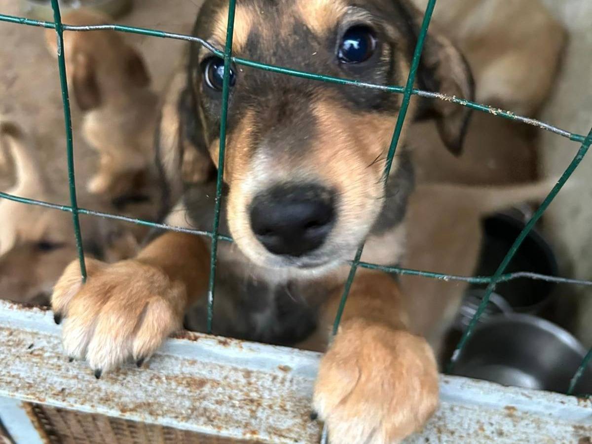 Adotta il cane Chloe a Catanzaro