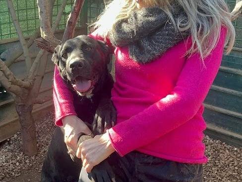 Adotta un cane, taglia media, femmina, Palermo