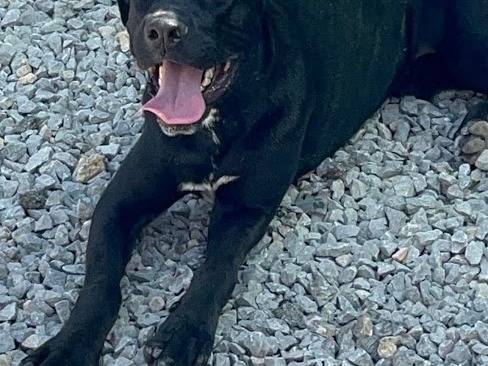 Adozione cane, femmina, Corso Razza sconosciuta, 2 anni e 3 mesi, taglia media, Palermo