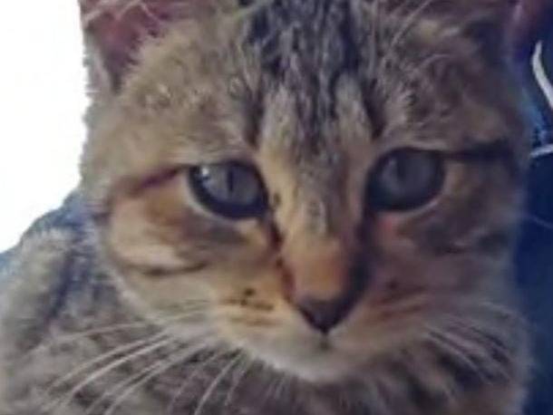 Adozione gatto, femmina, Razza sconosciuta Razza sconosciuta, 4 mesi, taglia non valida, Palermo