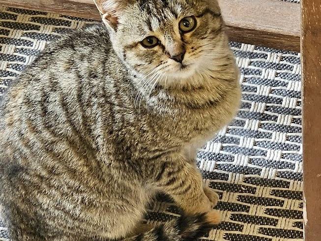 Adotta un gatto, femmina, 4 mesi, Palermo