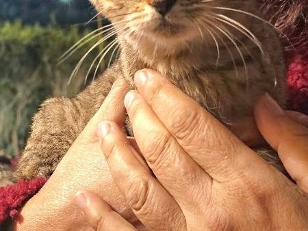 Adotta un gatto, taglia non valida, femmina, Palermo