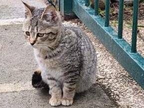 Vuoi adottare un gatto a Palermo?