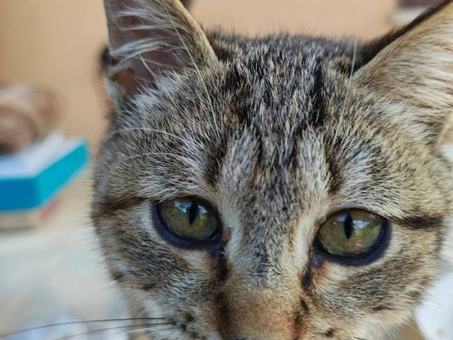 Adotta il gatto PALLINA a Palermo
