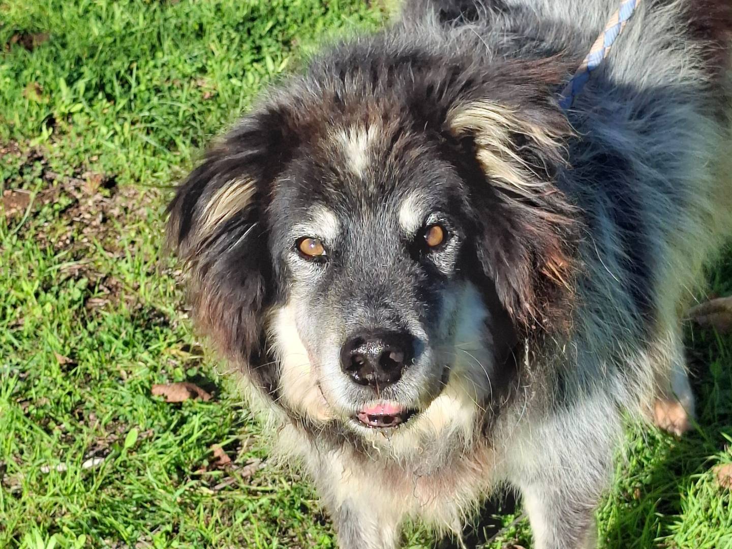 Adozione cane, maschio, Razza sconosciuta Razza sconosciuta, 10 anni, taglia media, Milano