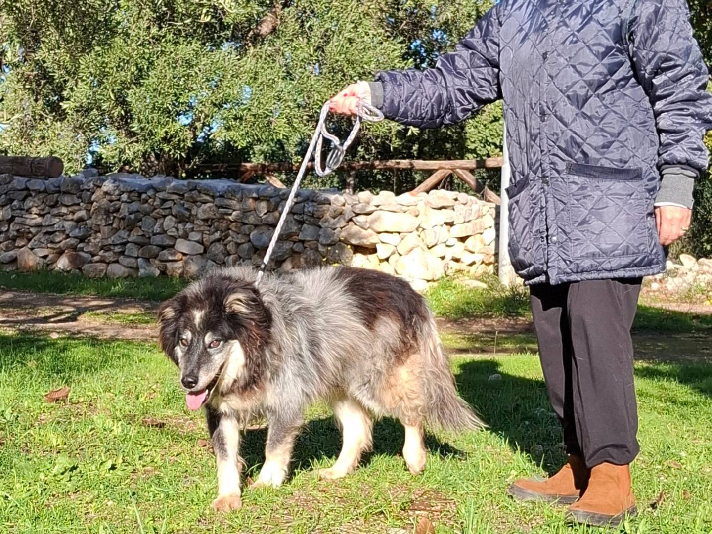 Adotta un cane, maschio, 10 anni, Milano