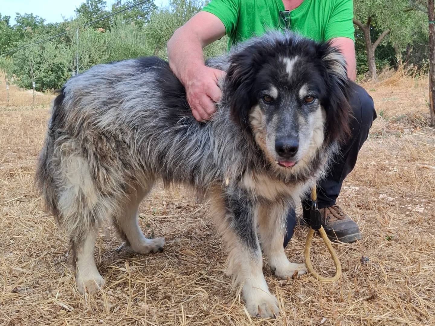 Adotta un cane, taglia media, maschio, Milano