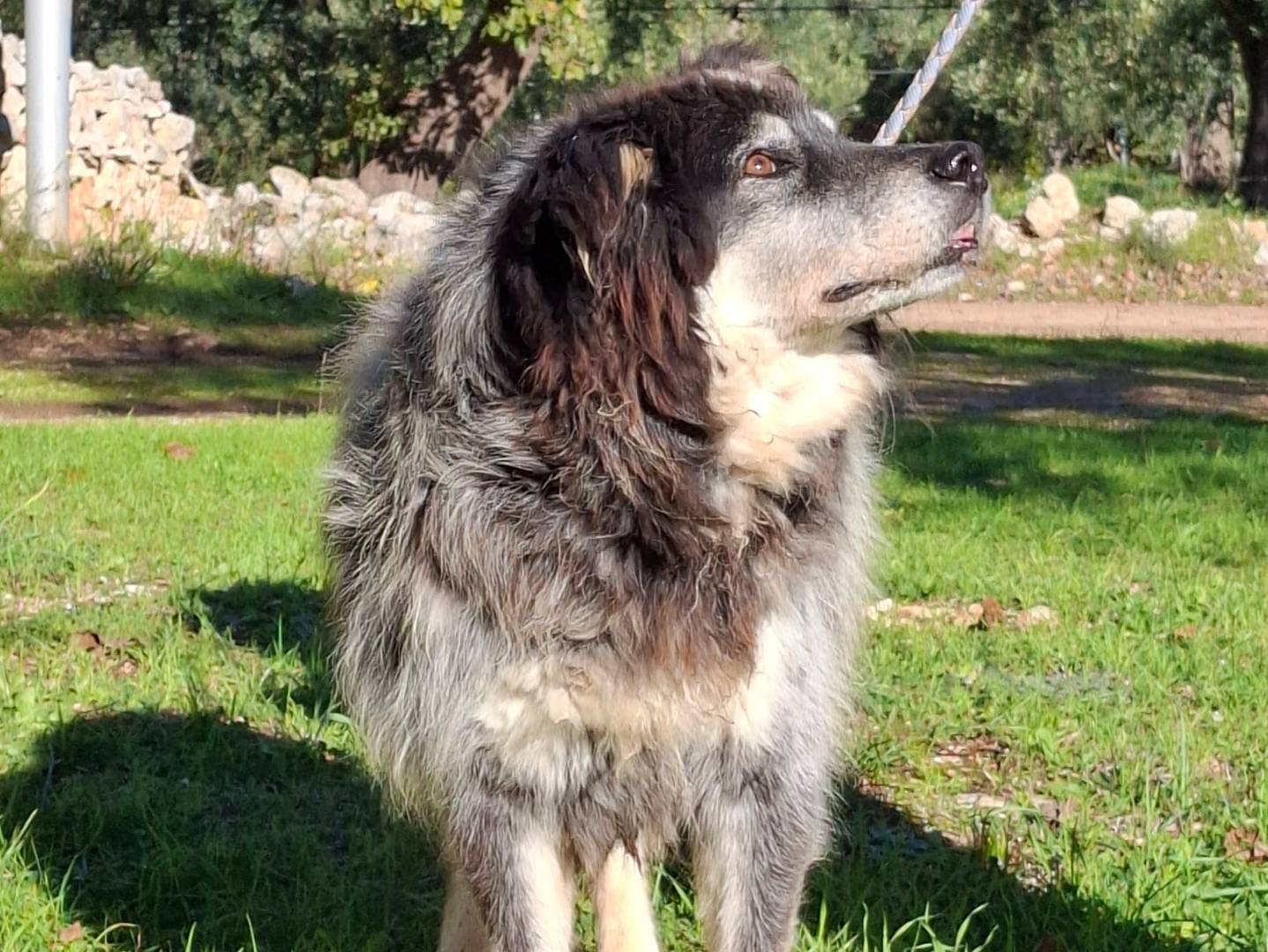 Vuoi adottare un cane a Milano?