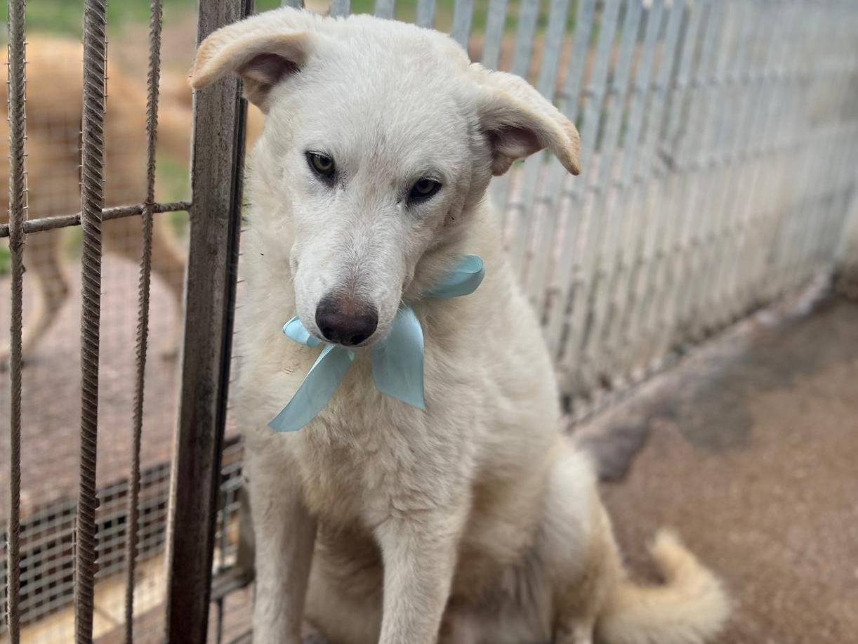 Adotta un cane, taglia media, maschio, Taranto