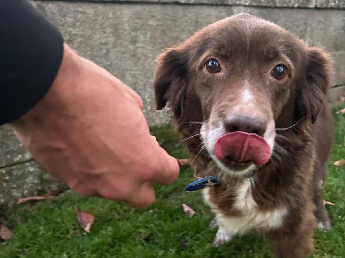 Adozione cane, femmina, Razza sconosciuta Razza sconosciuta, 10 anni e 7 mesi, taglia media, Viterbo