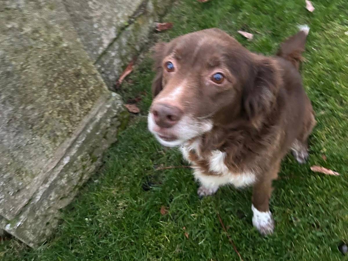 Adotta un cane, taglia media, femmina, Viterbo