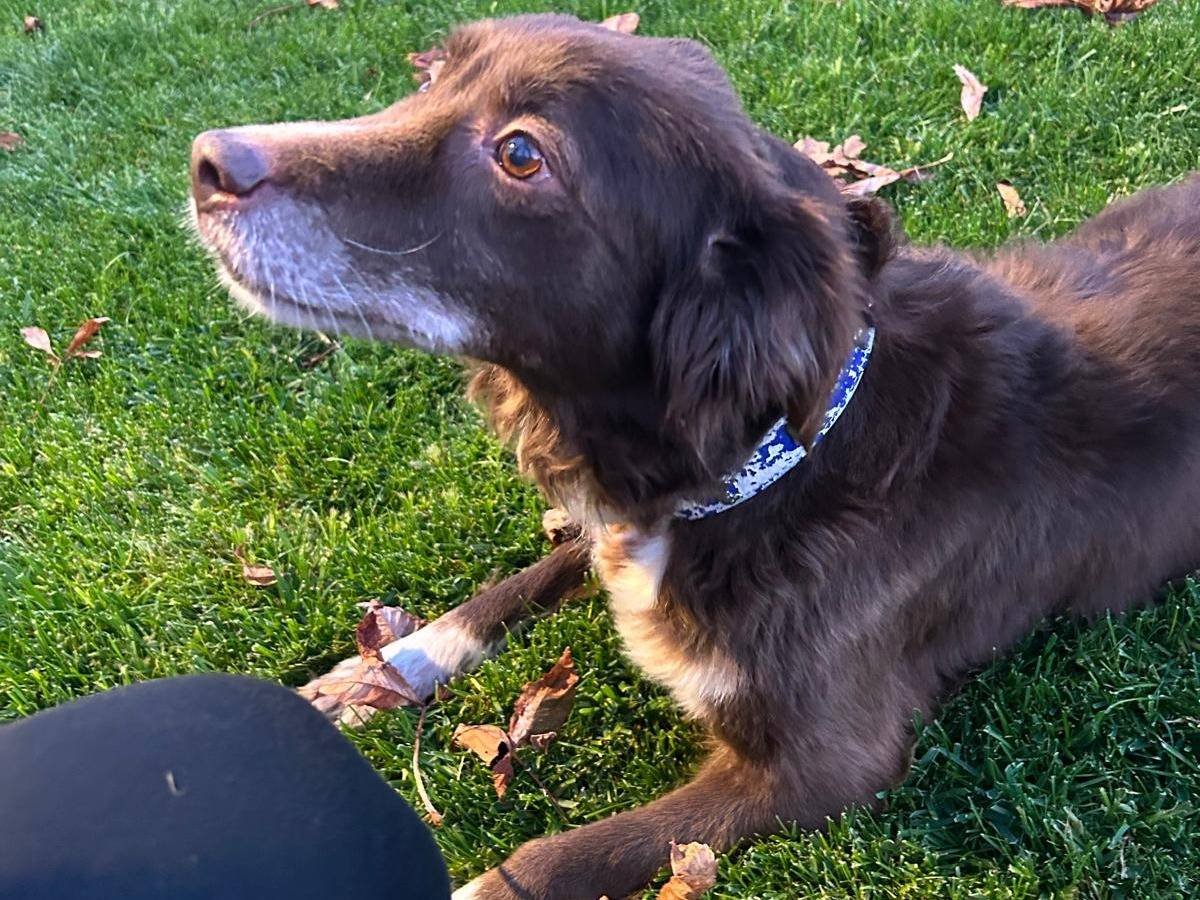 Vuoi adottare un cane a Viterbo?