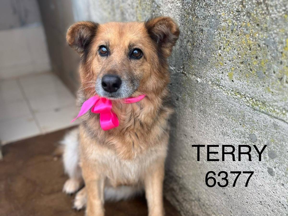 Adozione cane, femmina, Pastore tedesco Razza sconosciuta, 6 anni e 3 mesi, taglia media, Taranto