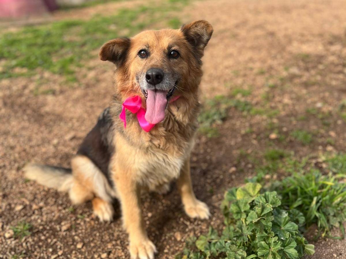 Adotta un cane, femmina, 6 anni e 3 mesi, Taranto