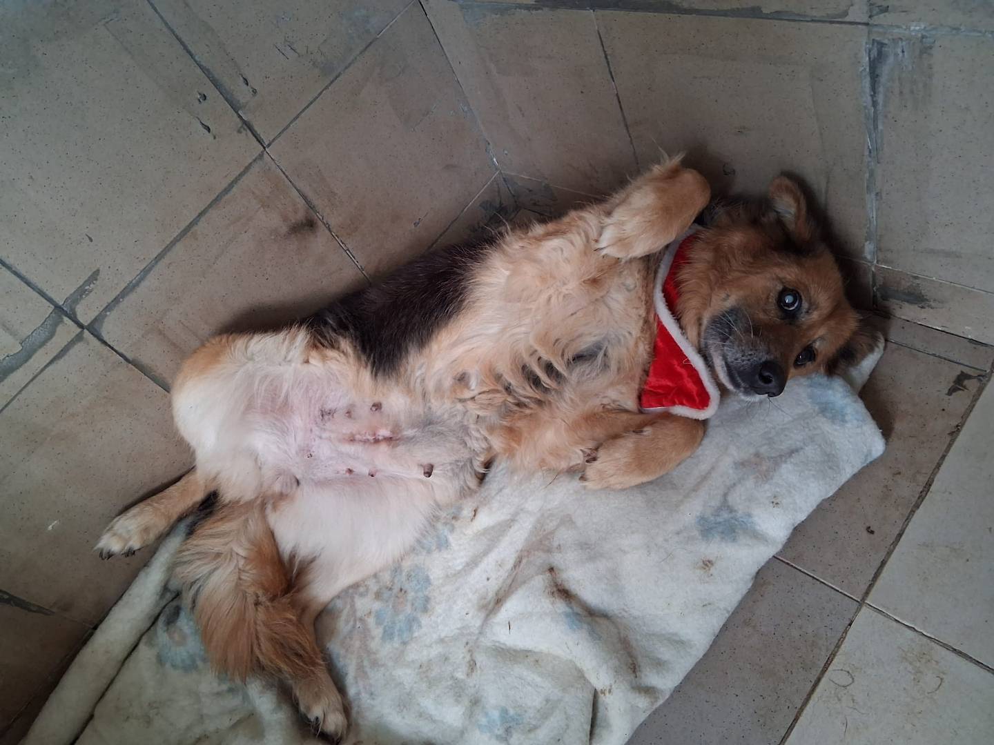 Adotta un cane, taglia media, femmina, Taranto