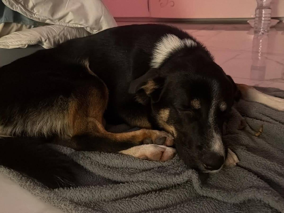 Adozione cane, maschio, Razza sconosciuta Razza sconosciuta, 8 mesi, taglia media, Agrigento