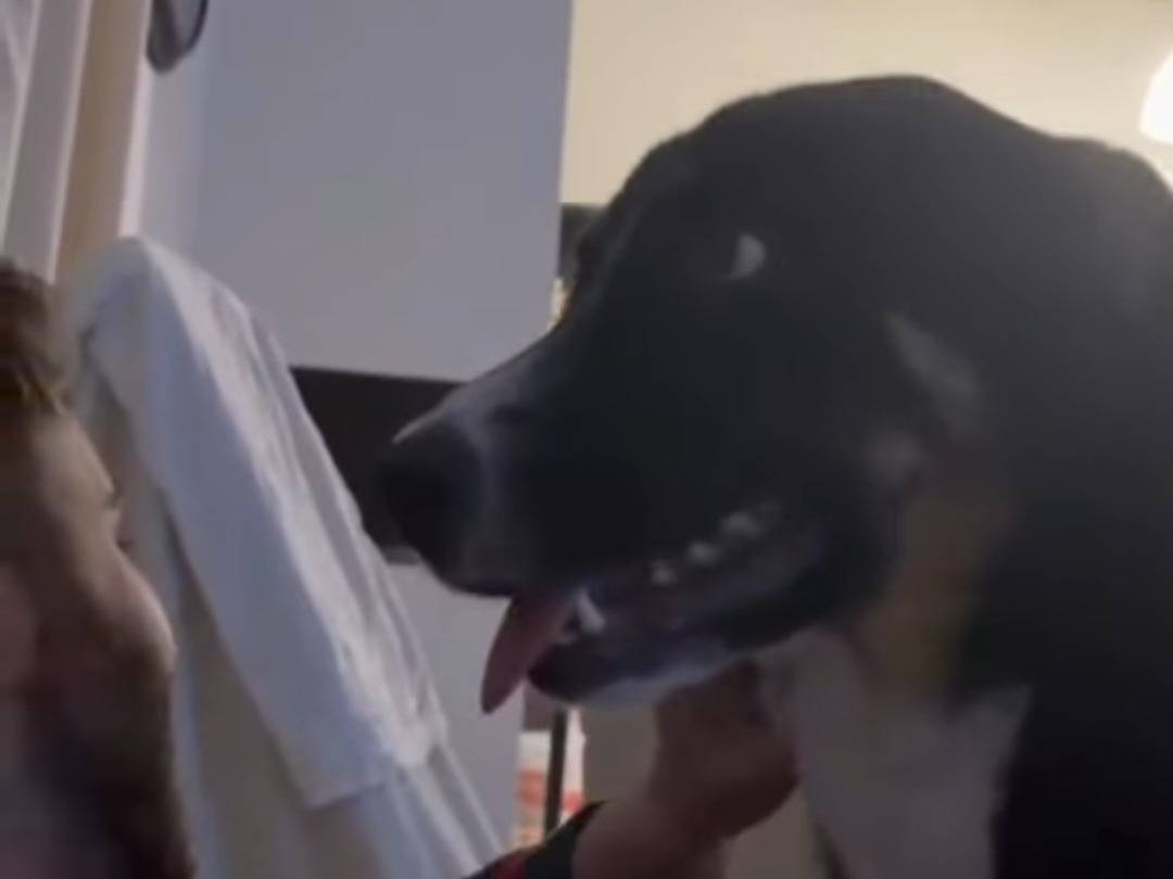 Adotta un cane, maschio, 8 mesi, Agrigento