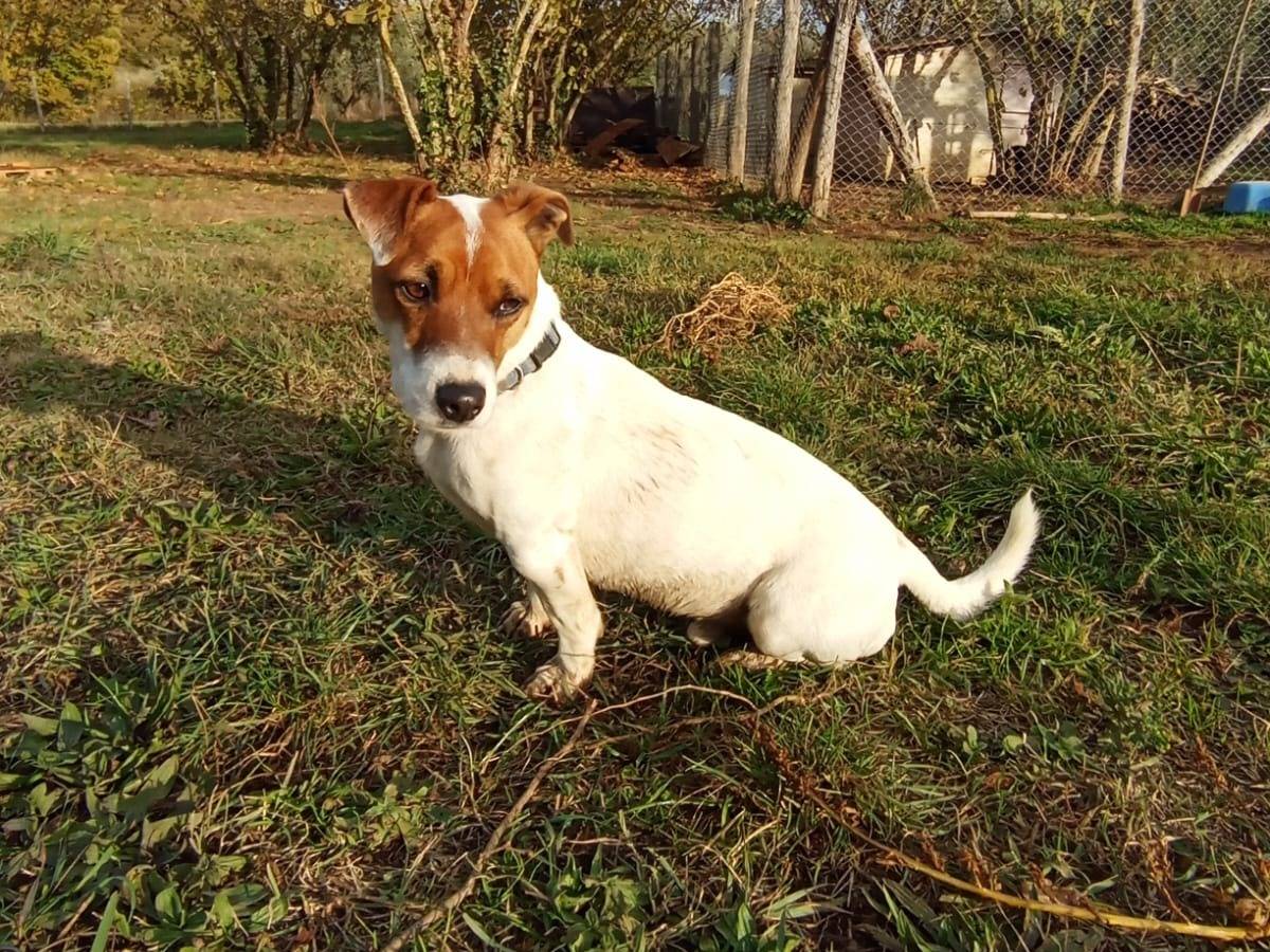 Adozione cane, maschio, Jack Russell Terrier Razza sconosciuta, 3 anni e 7 mesi, taglia piccola, Viterbo