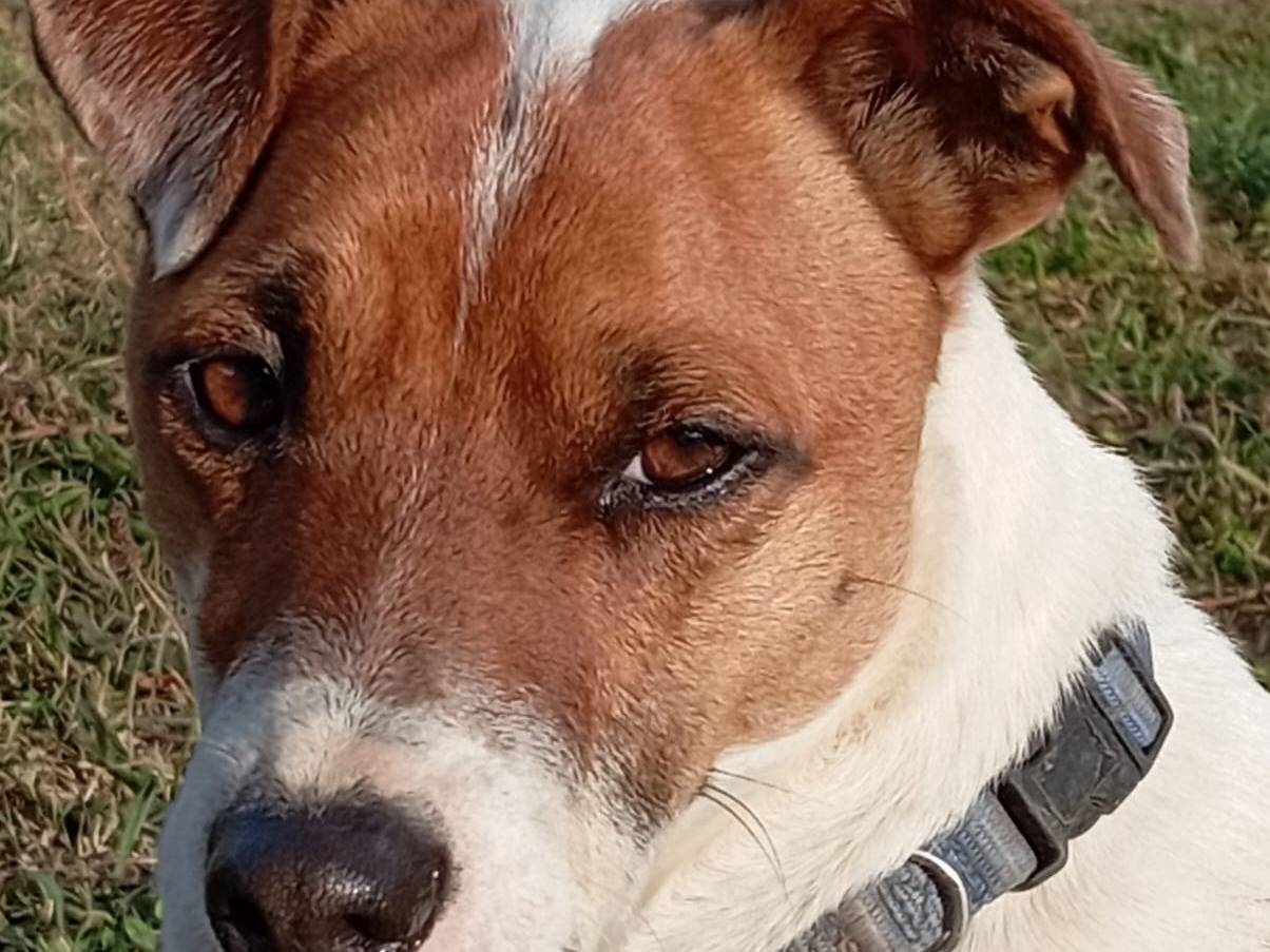 Adotta un cane, maschio, 3 anni e 7 mesi, Viterbo